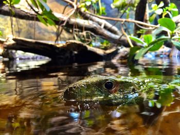 Close-up of frog in water