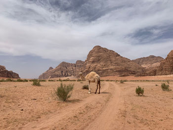 Scenic view of desert against sky