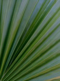 Full frame shot of green leaves