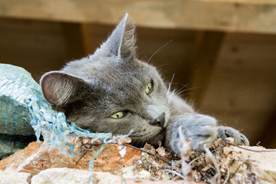 Close-up of a cat looking away