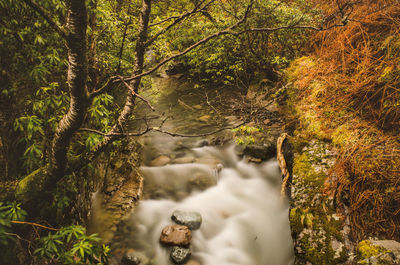 Scenic view of waterfall in forest