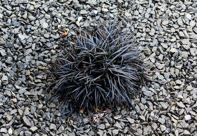 High angle view of bird on rock