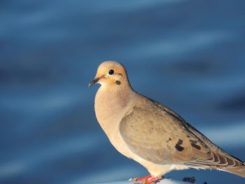 Side view of mourning dove against sky