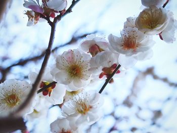 Close-up of cherry blossoms in spring