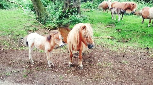 Horses grazing on field