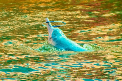 Duck swimming in water