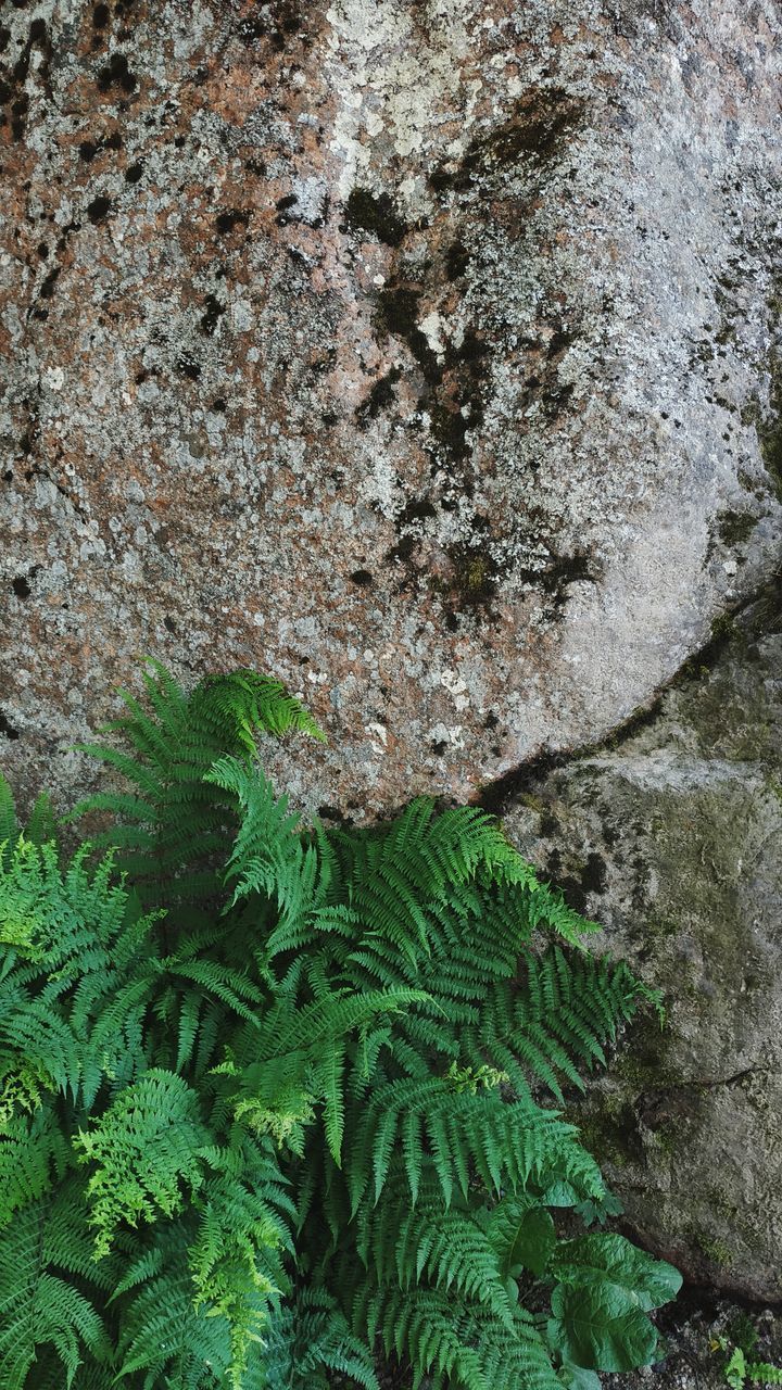 HIGH ANGLE VIEW OF MOSS ON ROCKS