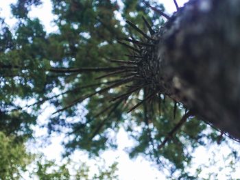 Low angle view of trees against sky