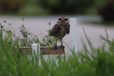 Close-up of bird perching on grass