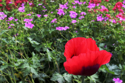 Close-up of pink poppy flowers in field