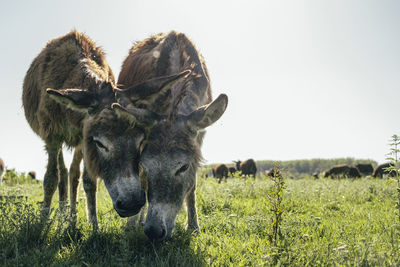 View of two horses on field