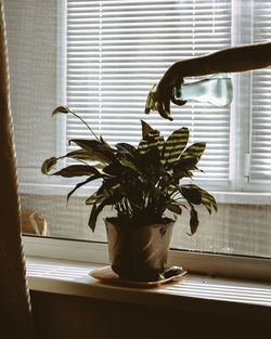 Hand of woman watering potted plant on window sill at home