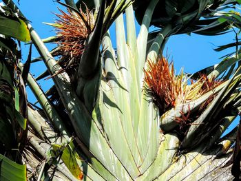 Low angle view of plants against clear sky