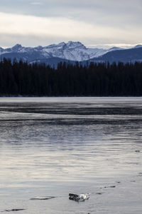 Scenic view of lake by snowcapped mountains against sky