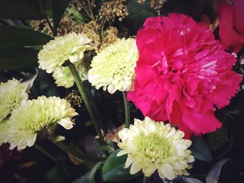 Close-up of pink flowers blooming outdoors