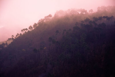 Trees in forest against sky during foggy weather