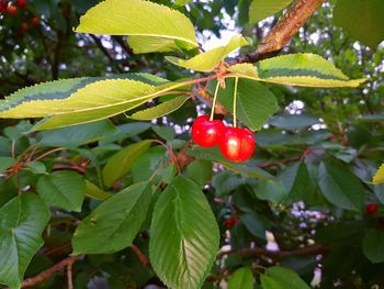 Close-up of red berries growing on tree