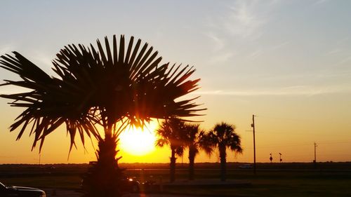 Silhouette of trees at sunset
