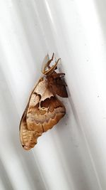 Close-up of insect on white