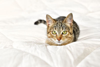 Cute tabby cat lying down on white blanket on the bed. funny home pet. 
