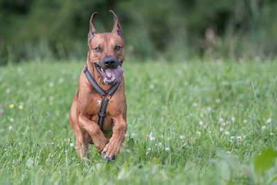 Portrait of dog running on grass