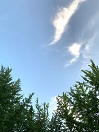Low angle view of trees against sky
