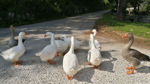 Swans and ducks on lake