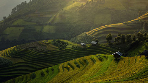 Green rice fields on terraced in muchangchai, vietnam rice fields prepare the harvest 