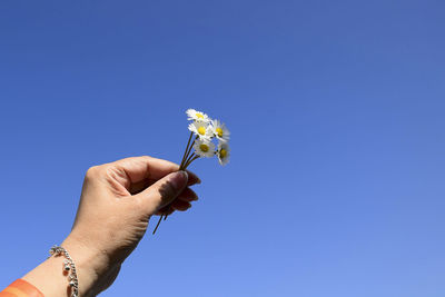 Five little daisies in raised up woman's hand. small bouquet of daisies against the blue sky