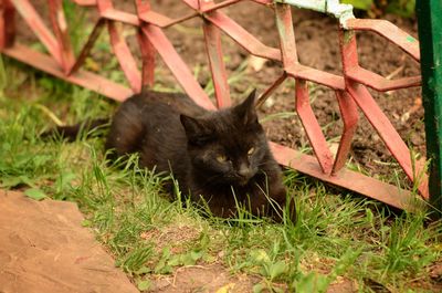 View of a cat lying on grass