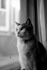 Close-up of a cat looking away