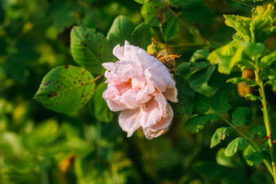 Close-up of pink flowering plant