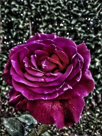 Close-up of flower blooming outdoors