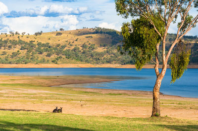 Australian outback landscape of two kangaroos grazing on green grass near the lake