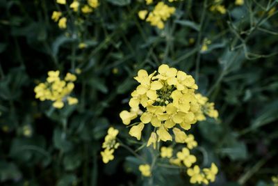 Close-up of yellow flowering plant