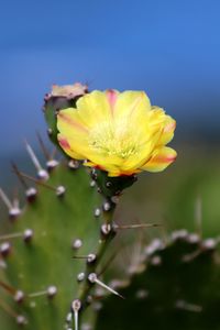 Close-up of yellow flower blooming outdoors