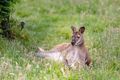 Squirrel on grass