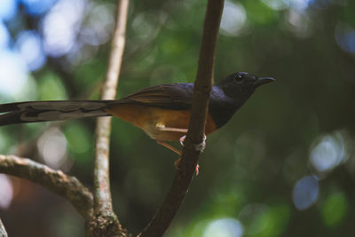 Close-up of bird perching on branch