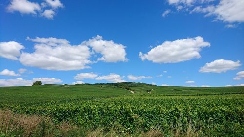 Scenic view of agricultural field against sky