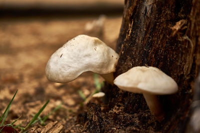 Close-up of mushroom growing on tree trunk