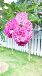 Close-up of pink flowers