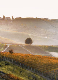 Scenic view of vineyard against sky