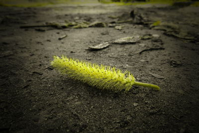 Close-up of caterpillar on a field