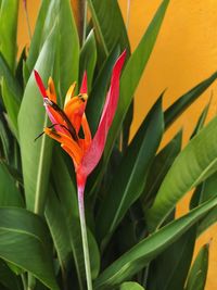 Close-up of orange flowering plant
