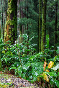 Plants and trees in forest