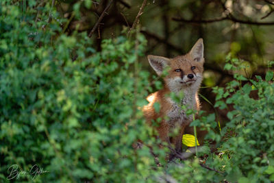 Fox in the nature