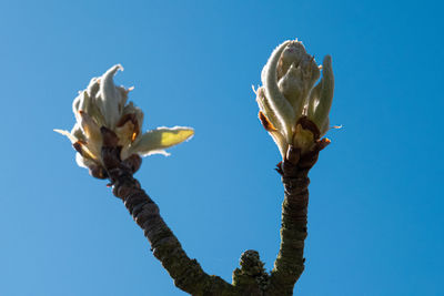 Low angle view of flowering plant against blue sky