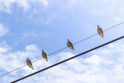 Low angle view of birds perching on cable