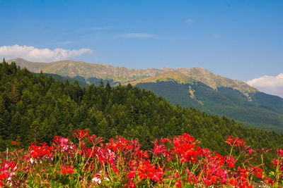 Scenic view of flowering plants and mountains against sky