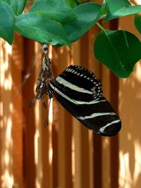 Close-up of butterfly on leaf